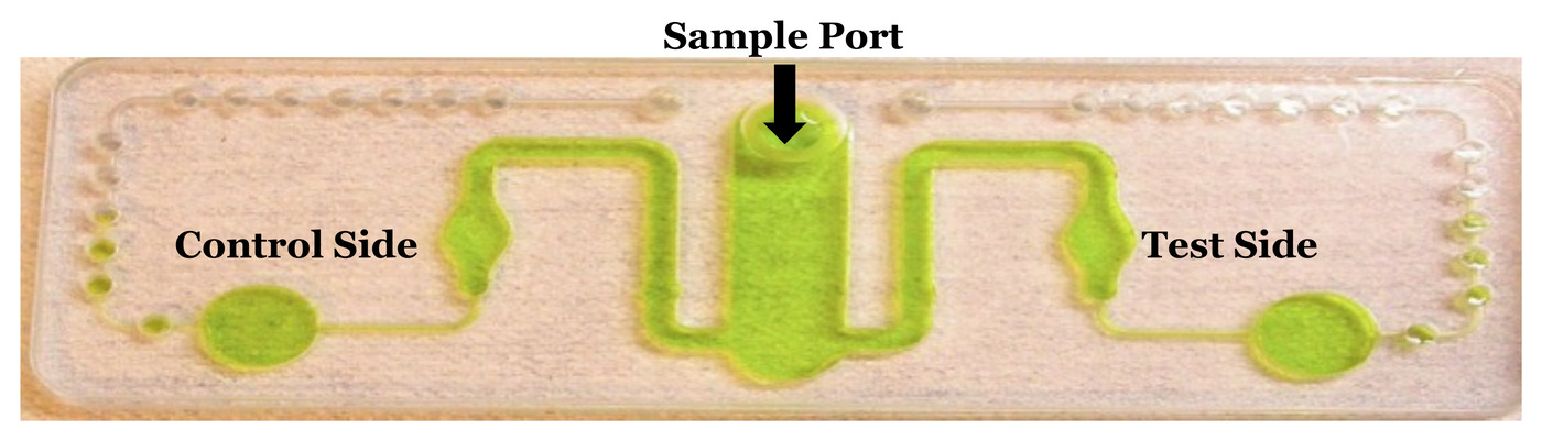 Close-up of the RapidBio micro-fluidic test cartridge, with the sample port at the center feeding dyed fluid into the control-side and test-side channels