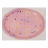 Bacterial colonies growing on an agar culture plate
