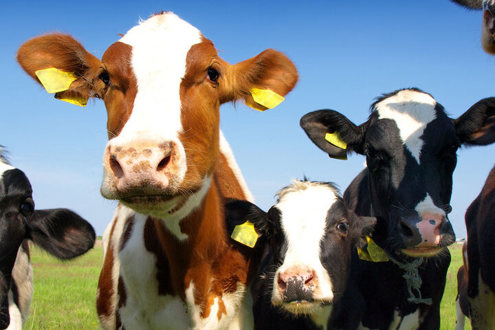Dairy cattle in a pasture