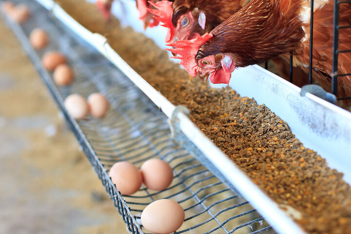 Laying hens at a feed trough beside a row of eggs