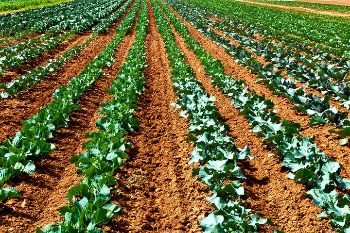 Rows of leafy greens growing in an open field